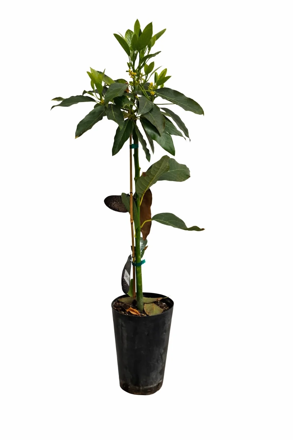 Drzewo awokado Bacon 120–160 cm w doniczce | Roślina awokado, drzewo owocowe do ogrodu