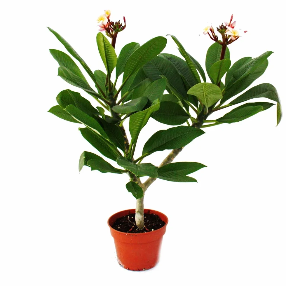 Exotenherz hawajska świątynia Plumeria kolor niespodzianka