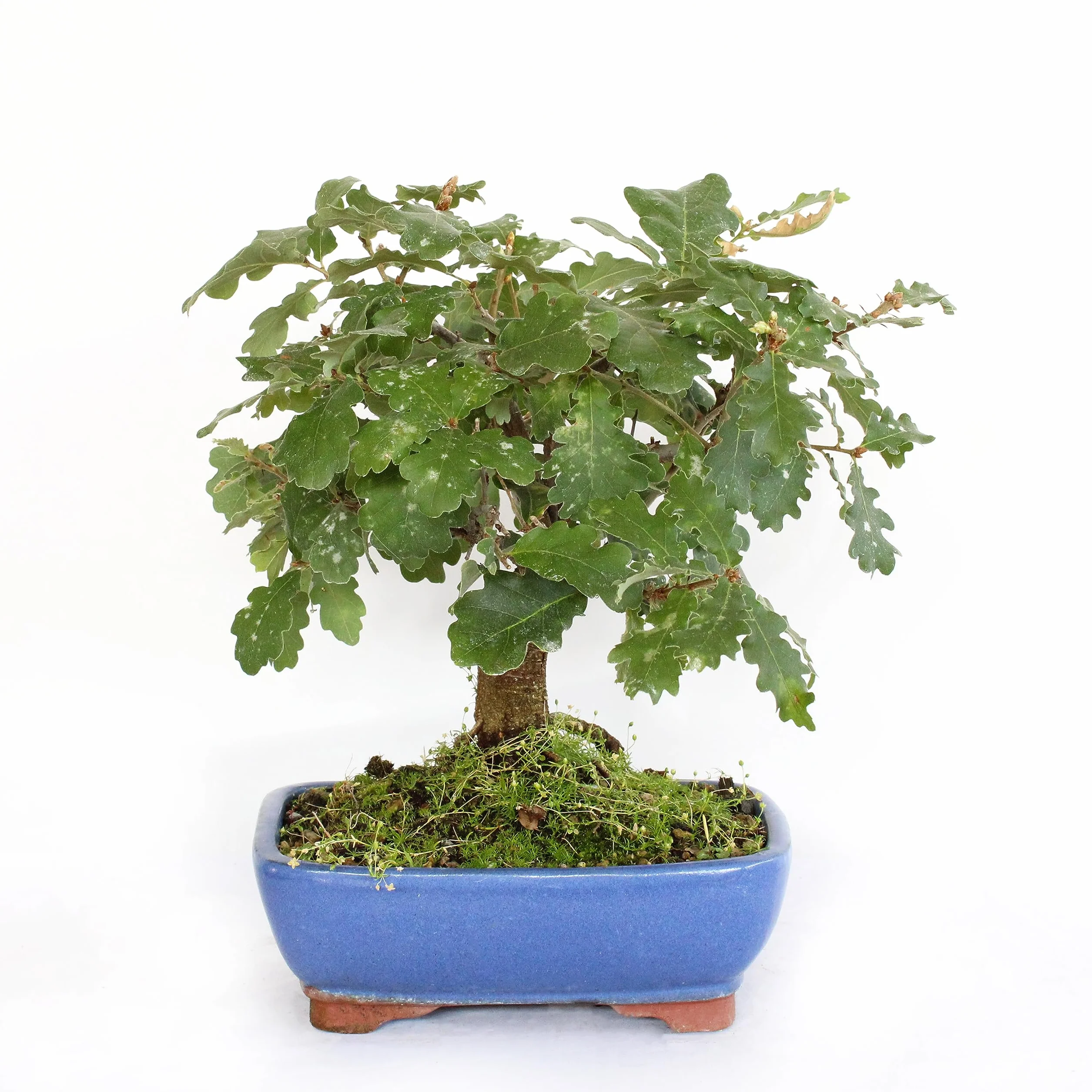 KENTIS Bonsai Quercus Pubescens Roślina Dekoracyjna H 25-35 cm Doniczka Ceramiczna Ø 21 cm
