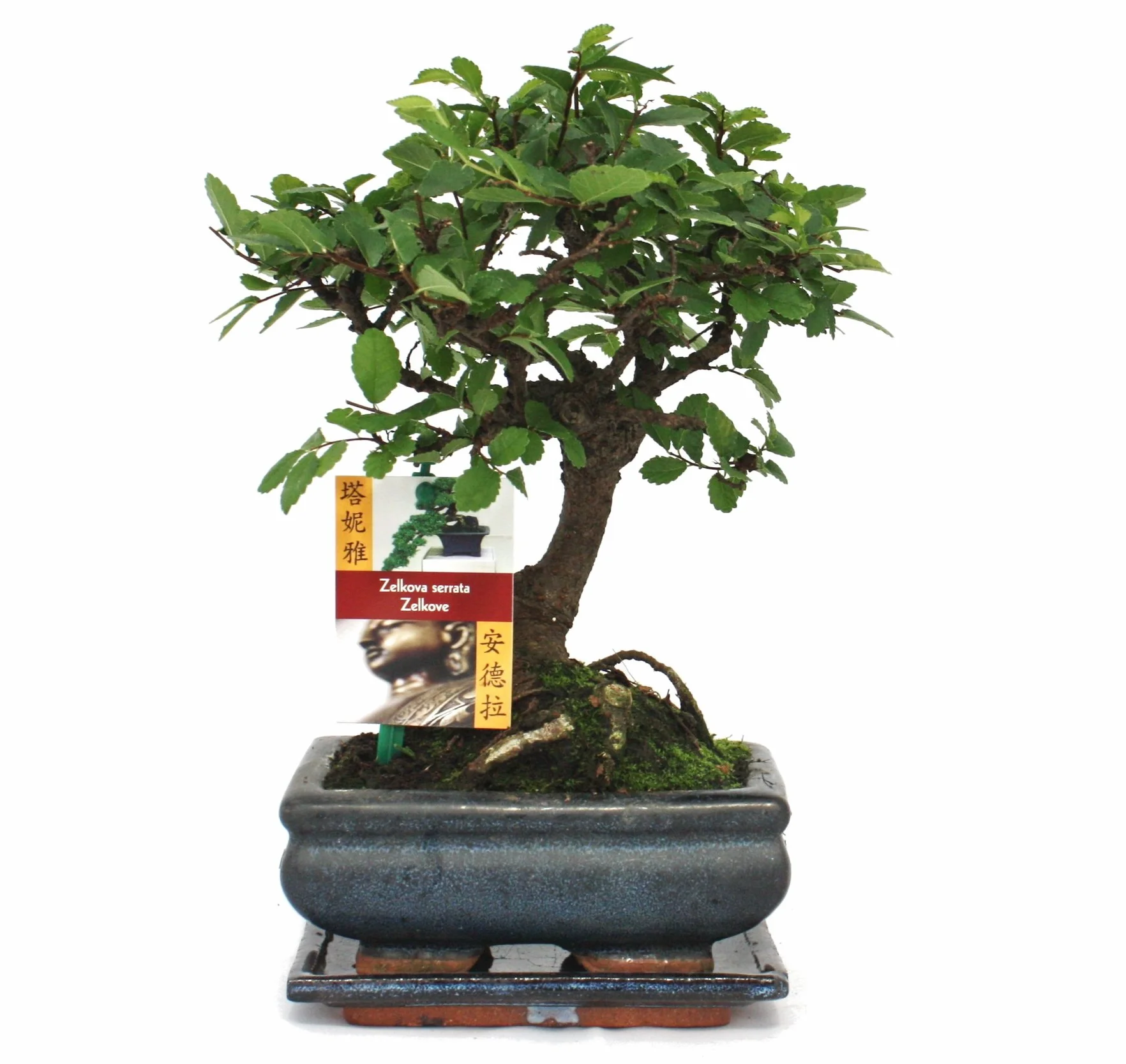 Bonsai chiński wiąz Ulmus parviflora ok. 6 lat kulisty kształt