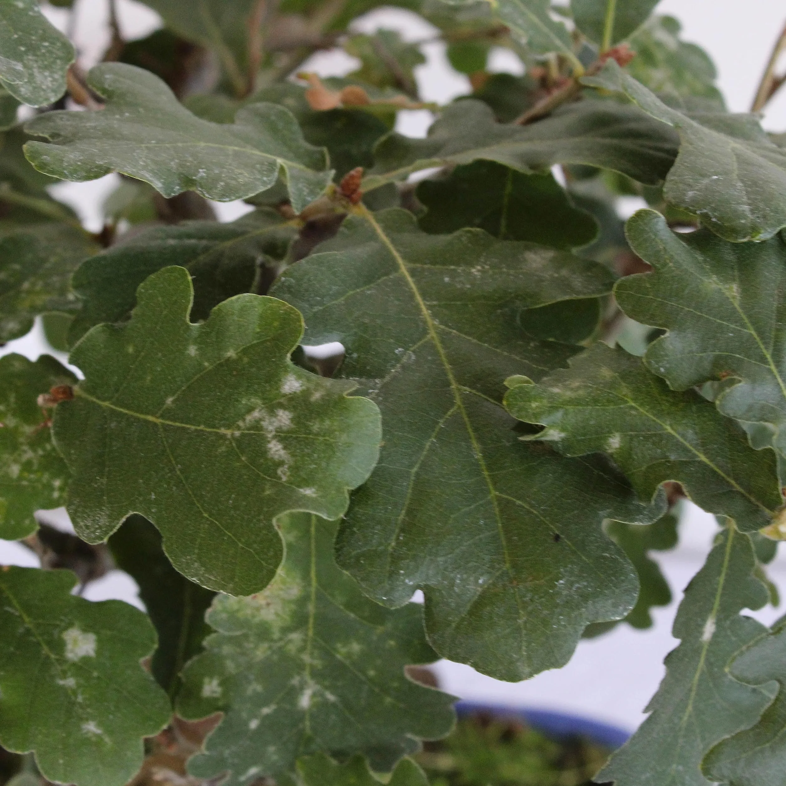 KENTIS Bonsai Quercus Pubescens Roślina Dekoracyjna H 25-35 cm Doniczka Ceramiczna Ø 21 cm