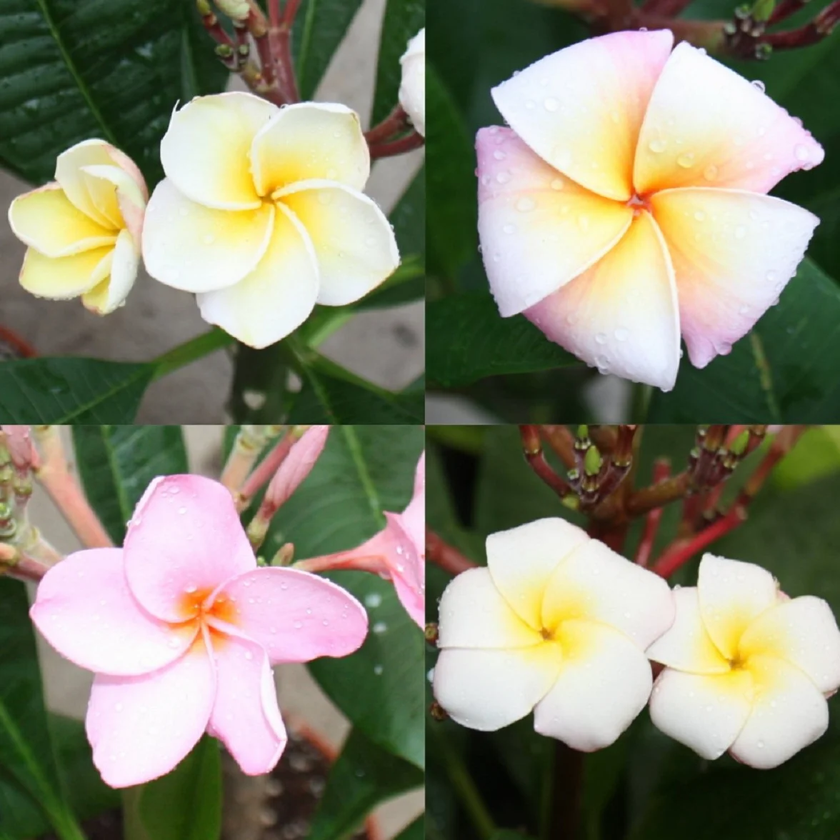 Exotenherz hawajska świątynia Plumeria kolor niespodzianka