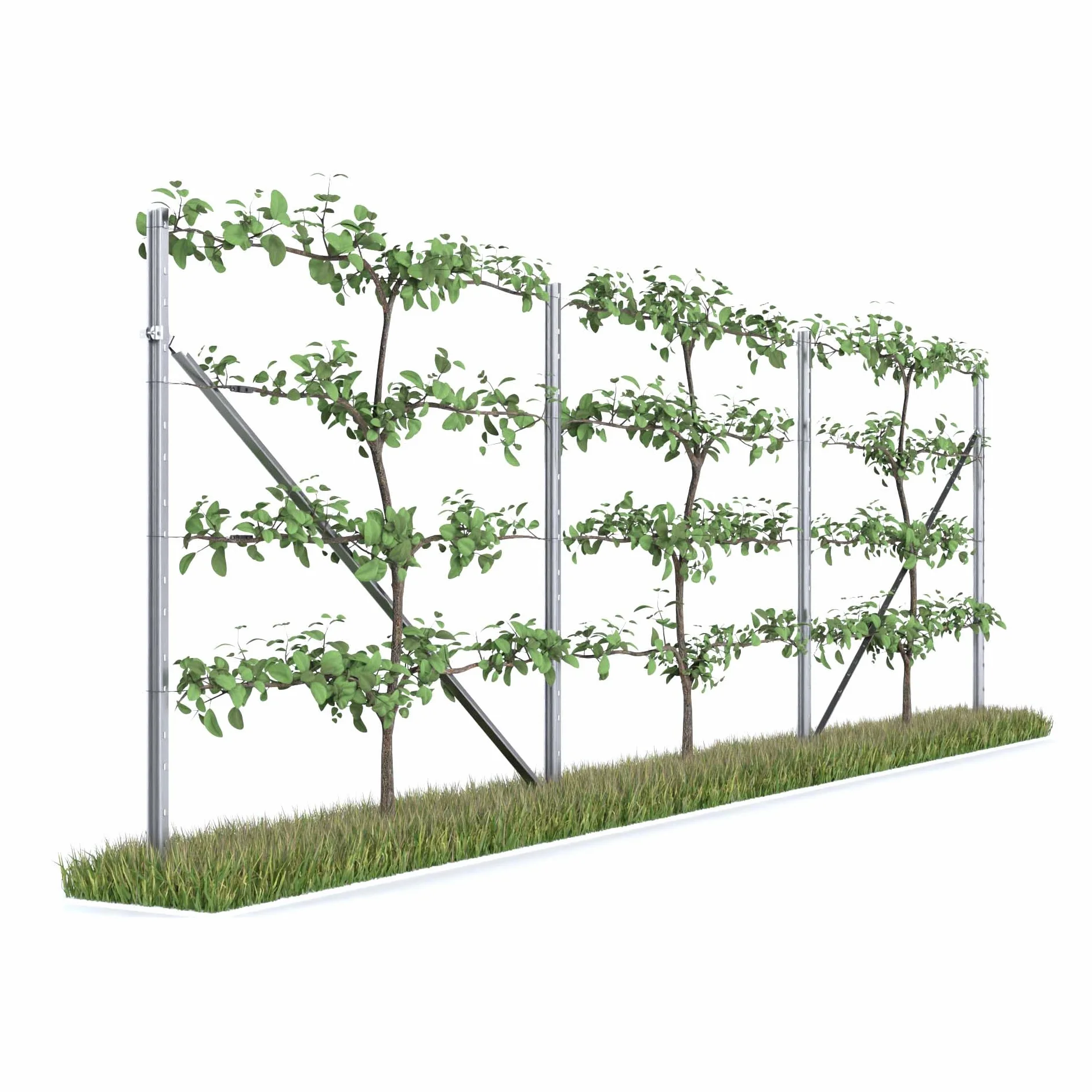 RANKI podpora dla roślin pnących pergola 3 pola 6 metrów