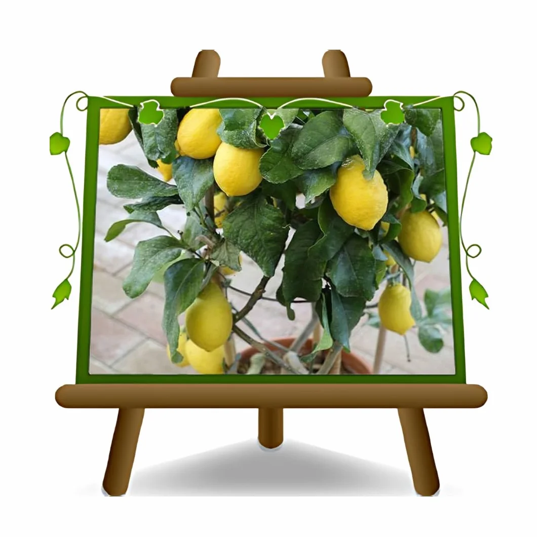 Cytryna Femminello Carrubaro Wazon 20 CM Wysokość 80/90 CM