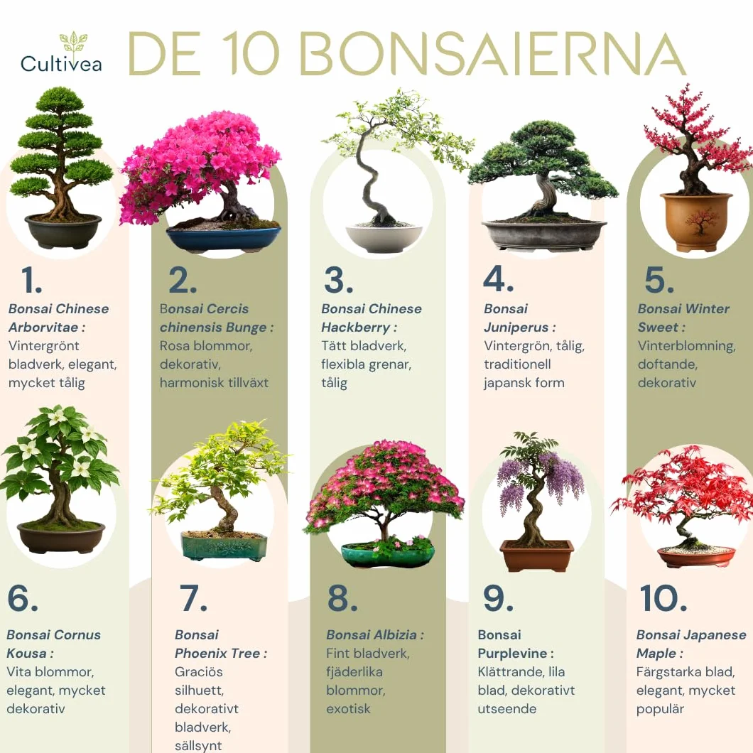 CULTIVEA® Zestaw bonsai 10 drzew - Kompletny zestaw dla początkujących z nasionami, doniczkami, narzędziami i przewodnikiem