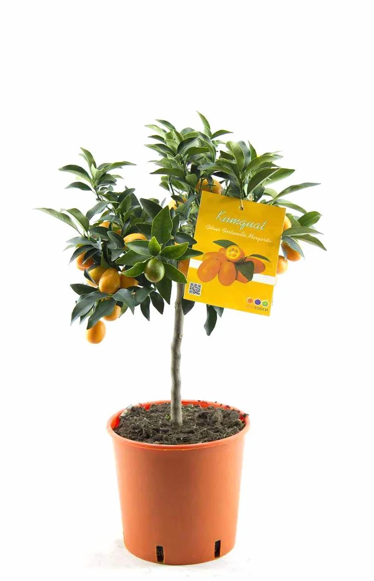 Kumquat Fortunella margarita cytrusowy 80 cm roślina cytrusowa